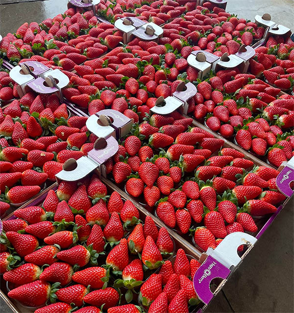 Frutti di Marimbella® in cassette destinate al mercato